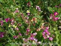 1000 Meter Blumen für die Bienen Landwirtschaft Münchingen Bild22