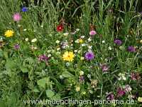 1000 Meter Blumen für die Bienen Landwirtschaft Münchingen Bild23