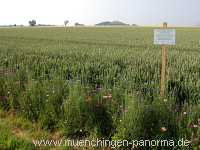 1000 Meter Blumen für die Bienen Landwirtschaft Münchingen Bild24