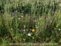 1000 Meter Blumen für die Bienen Landwirtschaft Münchingen Bild25