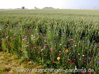 1000 Meter Blumen für die Bienen Landwirtschaft Münchingen Bild26