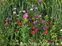 1000 Meter Blumen für die Bienen Landwirtschaft Münchingen Bild27