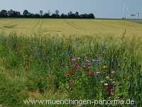 1000 Meter Blumen für die Bienen Landwirtschaft Münchingen Bild28