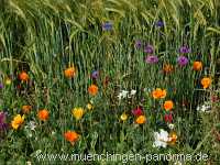 1000 Meter Blumen für die Bienen Landwirtschaft Münchingen Bild29