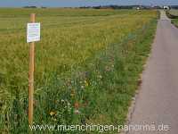 1000 Meter Blumen für die Bienen Landwirtschaft Münchingen Bild30