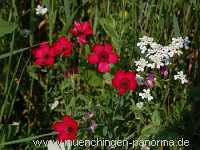 1000 Meter Blumen für die Bienen Landwirtschaft Münchingen Bild31