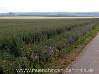 1000 Meter Blumen für die Bienen Landwirtschaft Münchingen Bild32