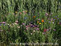 1000 Meter Blumen für die Bienen Landwirtschaft Münchingen Bild33