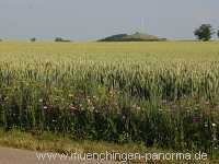 1000 Meter Blumen für die Bienen Landwirtschaft Münchingen Bild34