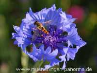 1000 Meter Blumen für die Bienen Landwirtschaft Münchingen Bild35