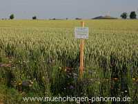 1000 Meter Blumen für die Bienen Landwirtschaft Münchingen Bild36