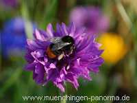 1000 Meter Blumen für die Bienen Landwirtschaft Münchingen Bild37