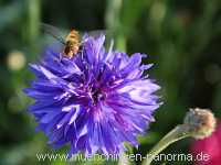 1000 Meter Blumen für die Bienen Landwirtschaft Münchingen Bild38