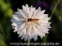 1000 Meter Blumen für die Bienen Landwirtschaft Münchingen Bild40