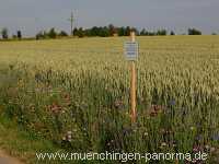 1000 Meter Blumen für die Bienen Landwirtschaft Münchingen Bild41