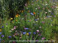 1000 Meter Blumen für die Bienen Landwirtschaft Münchingen Bild42