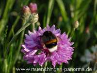 1000 Meter Blumen für die Bienen Landwirtschaft Münchingen Bild43