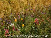 1000 Meter Blumen für die Bienen Landwirtschaft Münchingen Bild44