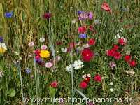 1000 Meter Blumen für die Bienen Landwirtschaft Münchingen Bild45