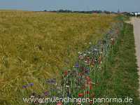 1000 Meter Blumen für die Bienen Landwirtschaft Münchingen Bild46