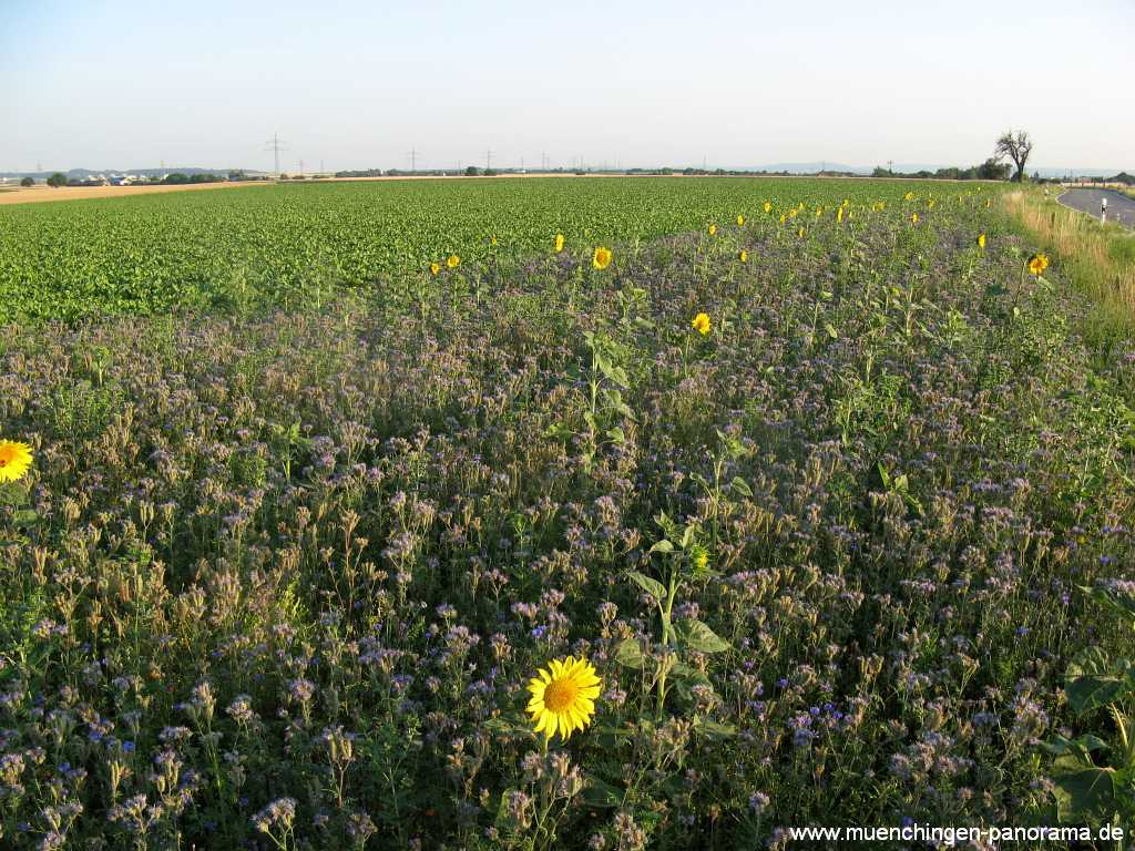 Blühstreifen Landwirtschaft Münchingen Bild23