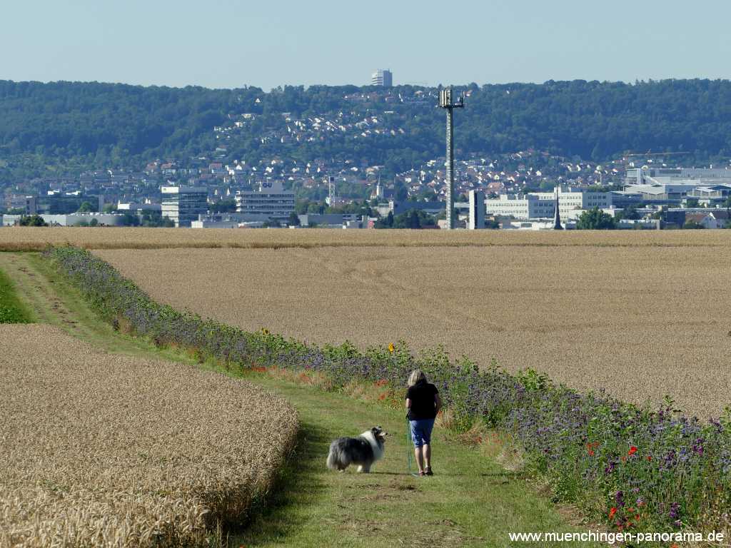 Blühstreifen Landwirtschaft Münchingen Bild32