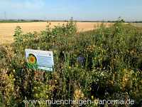 Blühstreifen Landwirtschaft Münchingen Bild02