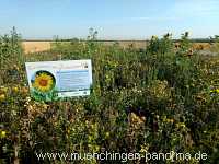 Blühstreifen Landwirtschaft Münchingen Bild03