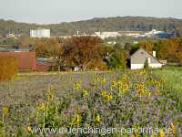 Blühstreifen Landwirtschaft Münchingen Bild04