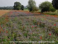 Blühstreifen Landwirtschaft Münchingen Bild06