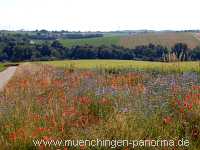 Blühstreifen Landwirtschaft Münchingen Bild07