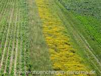 Blühstreifen Landwirtschaft Münchingen Bild08