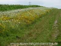 Blühstreifen Landwirtschaft Münchingen Bild09