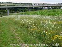 Blühstreifen Landwirtschaft Münchingen Bild10