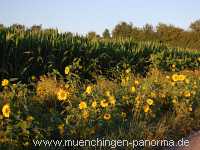 Blühstreifen Landwirtschaft Münchingen Bild12