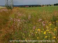 Blühstreifen Landwirtschaft Münchingen Bild19