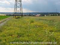 Blühstreifen Landwirtschaft Münchingen Bild20