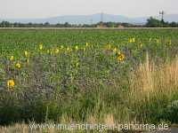 Blühstreifen Landwirtschaft Münchingen Bild22