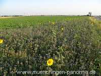 Blühstreifen Landwirtschaft Münchingen Bild23