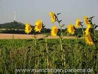 Blühstreifen Landwirtschaft Münchingen Bild25