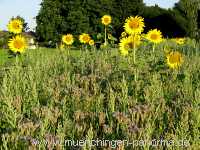 Blühstreifen Landwirtschaft Münchingen Bild28