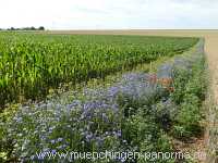 Blühstreifen Landwirtschaft Münchingen Bild29