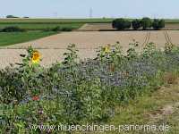 Blühstreifen Landwirtschaft Münchingen Bild30