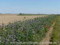 Blühstreifen Landwirtschaft Münchingen Bild31