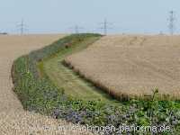 Blühstreifen Landwirtschaft Münchingen Bild33