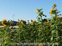 Blühstreifen Landwirtschaft Münchingen Bild34