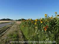 Blühstreifen Landwirtschaft Münchingen Bild36