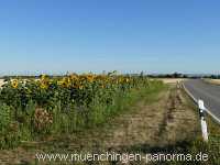 Blühstreifen Landwirtschaft Münchingen Bild39