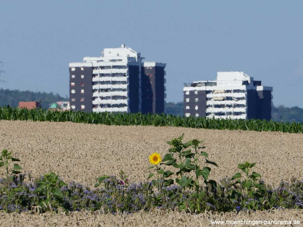 Blütenkorn Landwirtschaft Münchingen Bild13