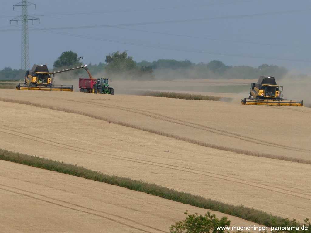 Blütenkorn Landwirtschaft Münchingen Bild32